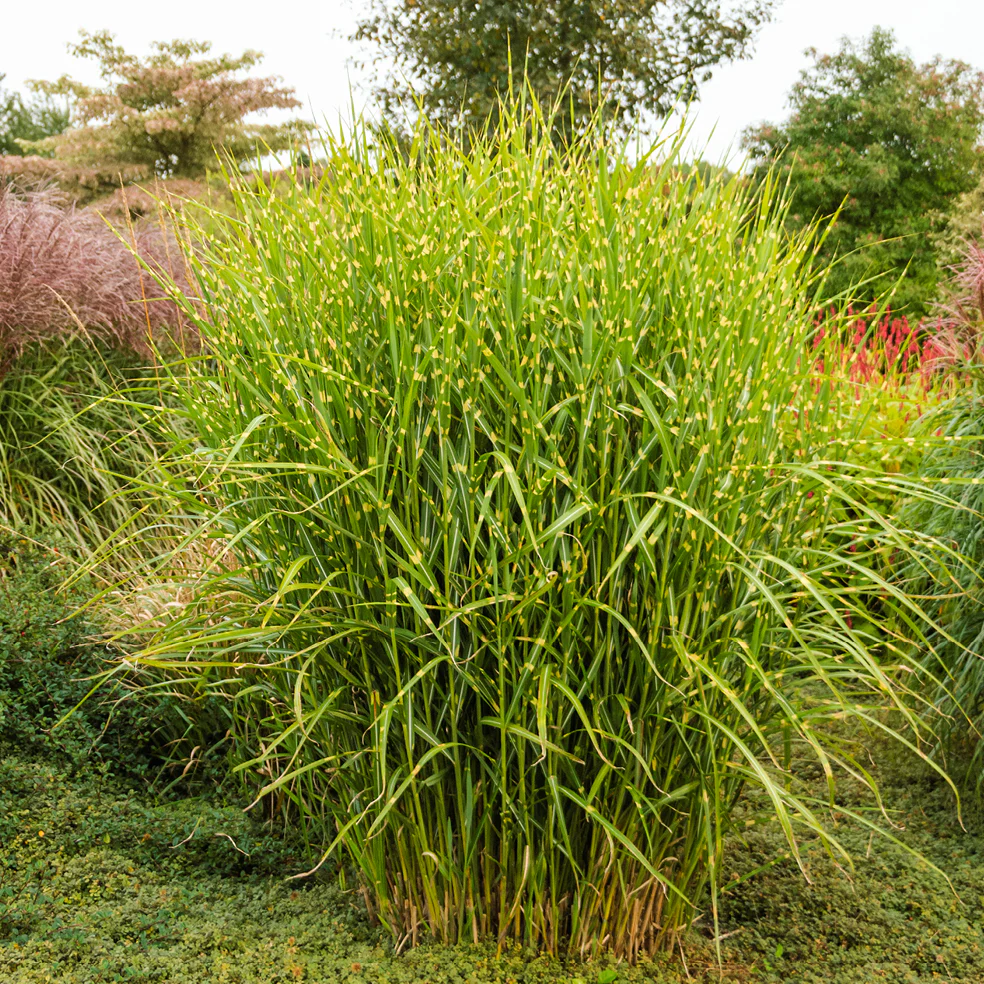 Stachelschweingras 'Strictus'