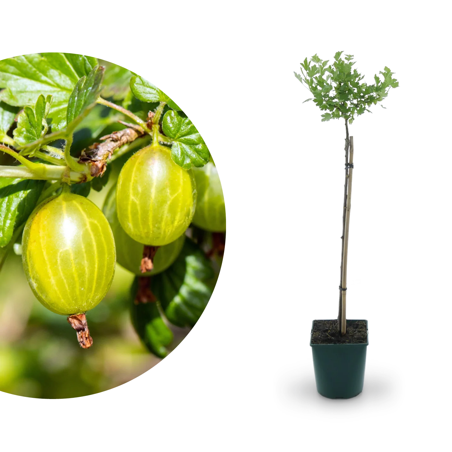 Bio-Stachelbeere 'Hinnonmäki gelb' Hochstamm