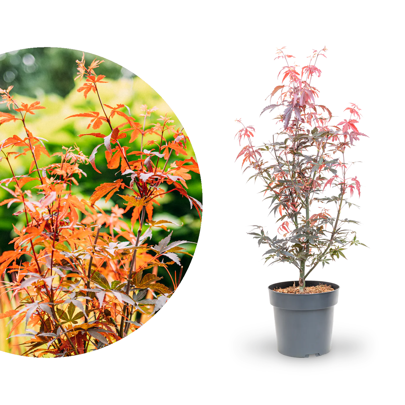 Japanischer Fächer-Ahorn ‘Skeeter’s Broom’