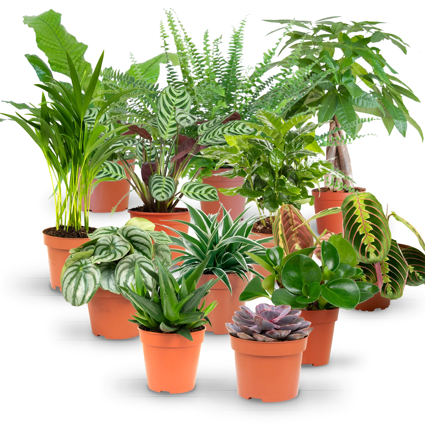 Rette mich: Zimmerpflanzen 12er Set