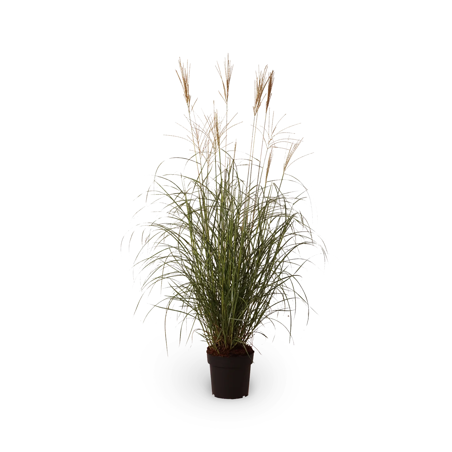 Chinaschilf 'Hermann Müssel'