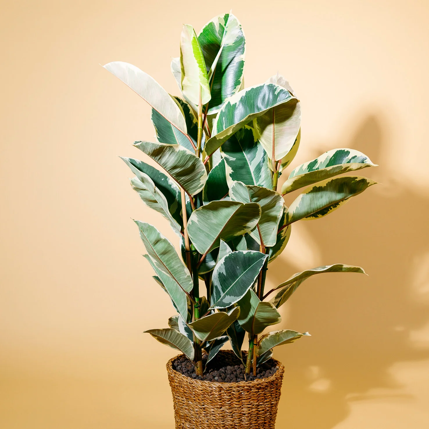 Weißbunter Gummibaum 'Tineke' XXL-Größe