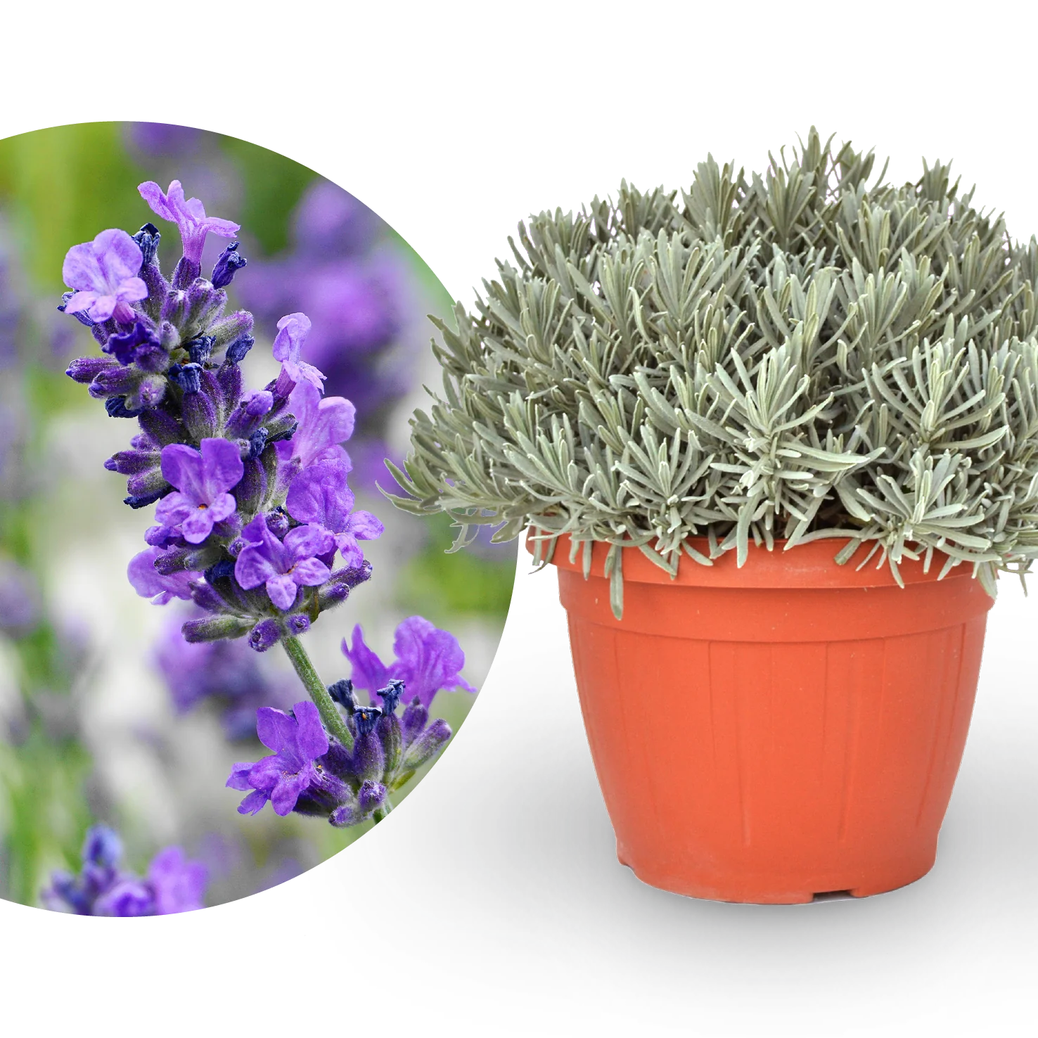 Lavendel XXL-Größe