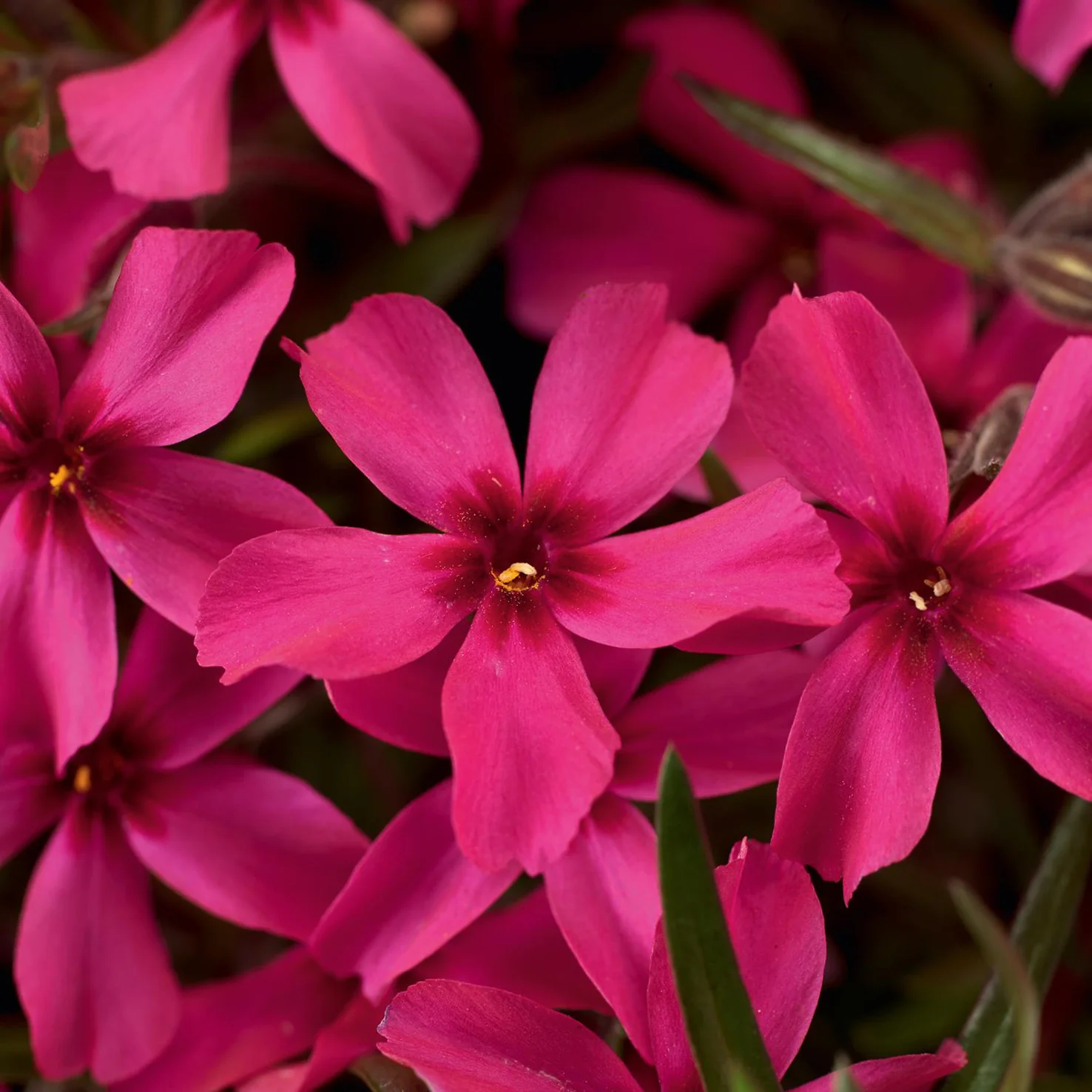 Teppich-Flammenblume 'Scarlet Flame' (Mehrfach-Set)