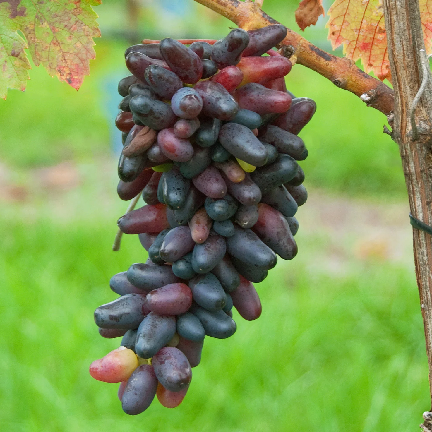 Weinrebe 'Datteltraube'