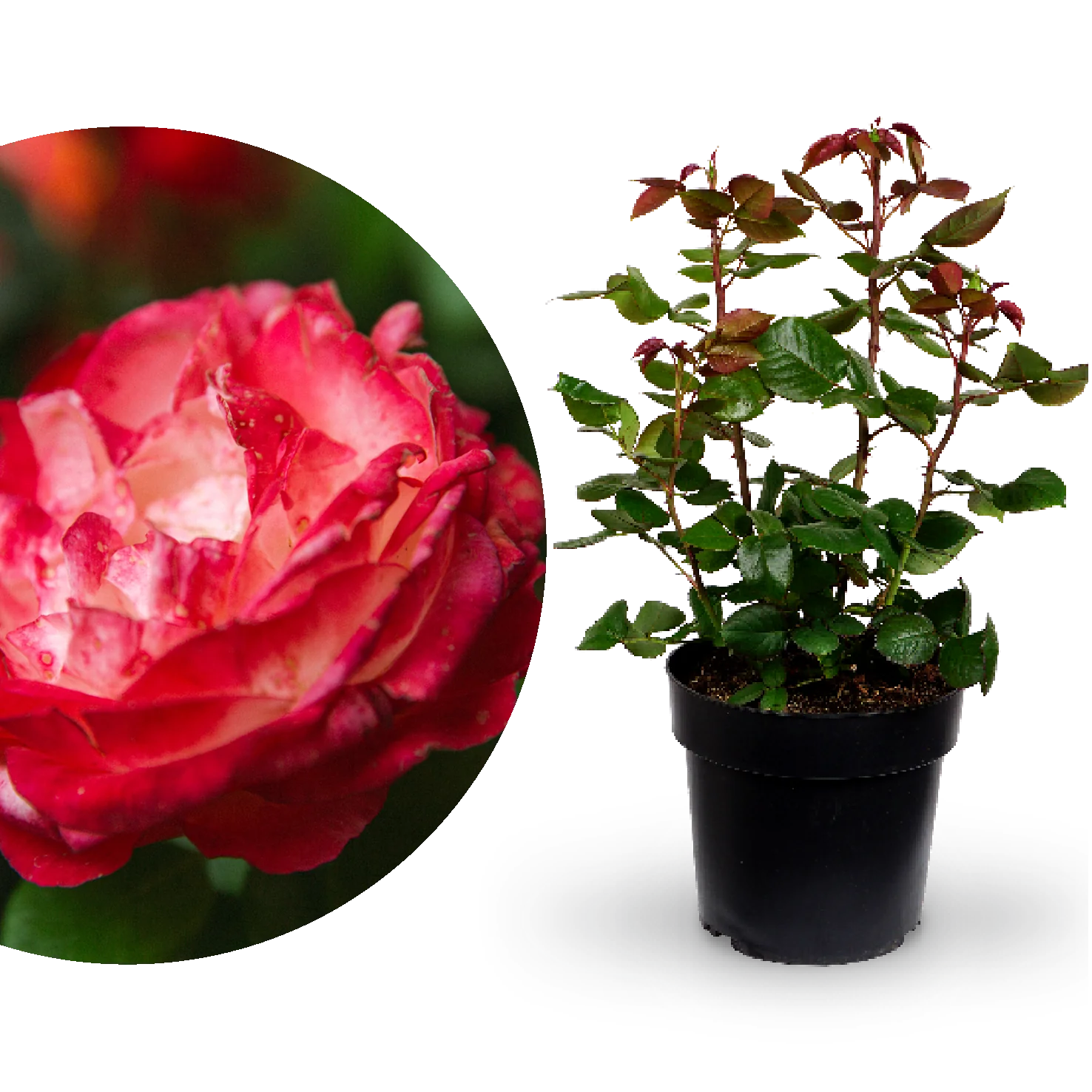 Edelrose 'Nostalgie'® Cremeweiß-Kirschrot