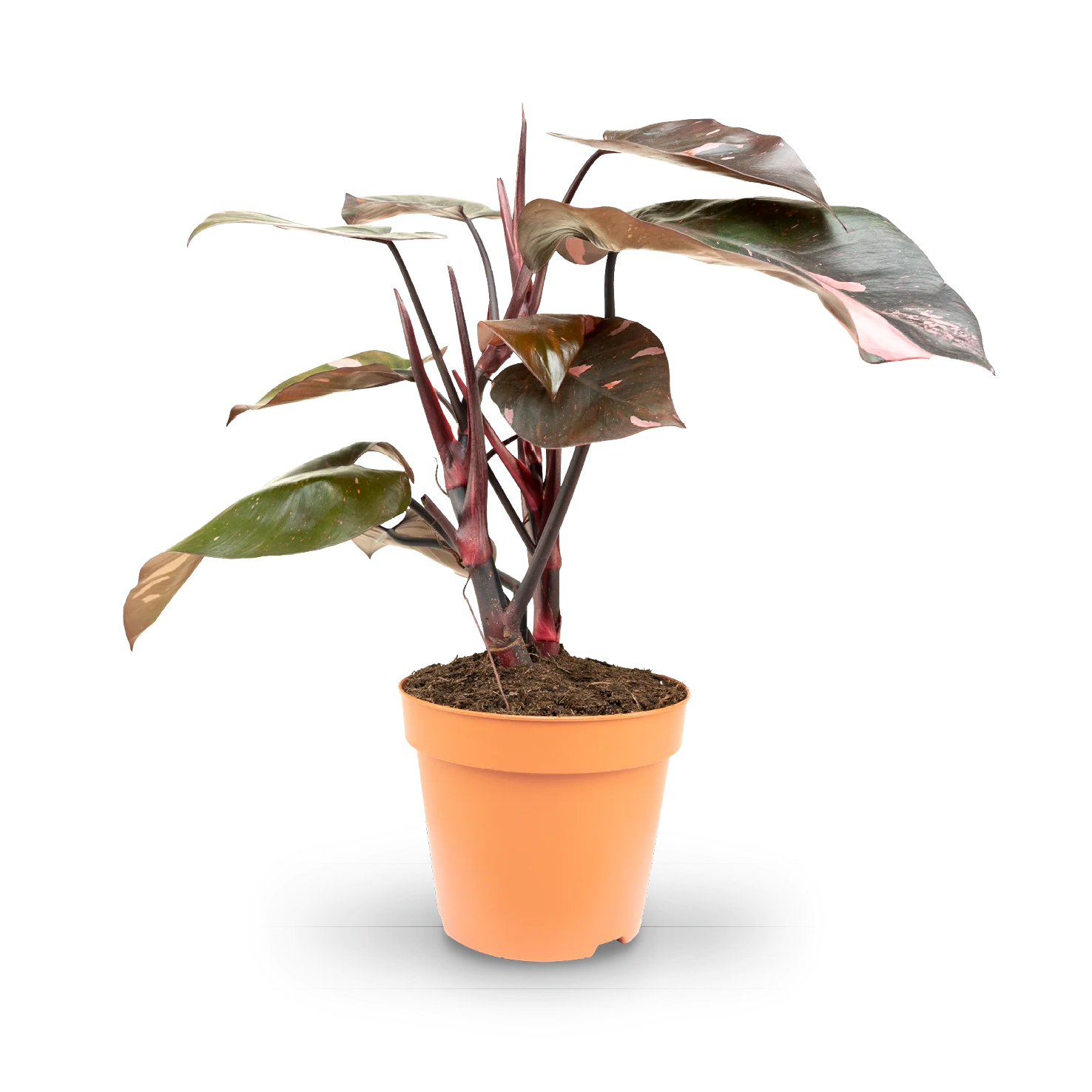 Philodendron 'Pink Princess'