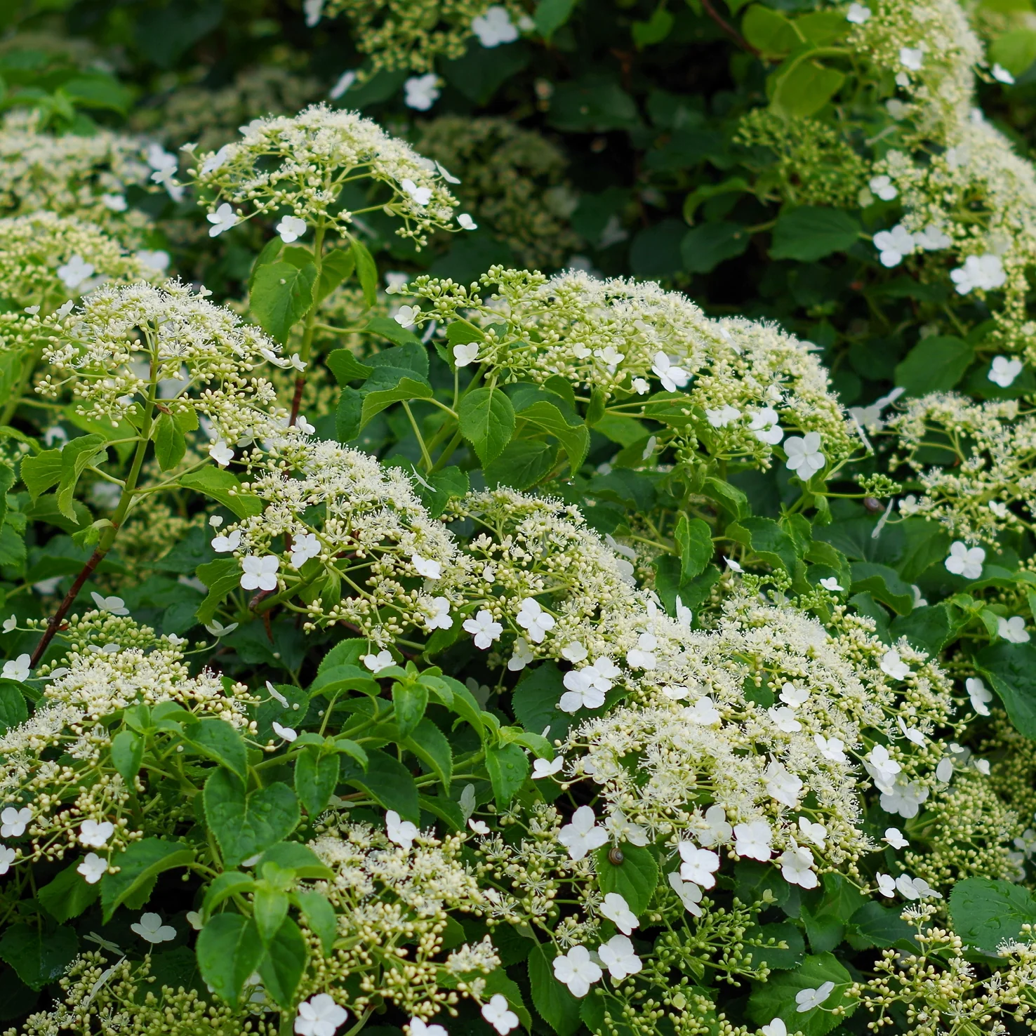 Kletterhortensie Weiß