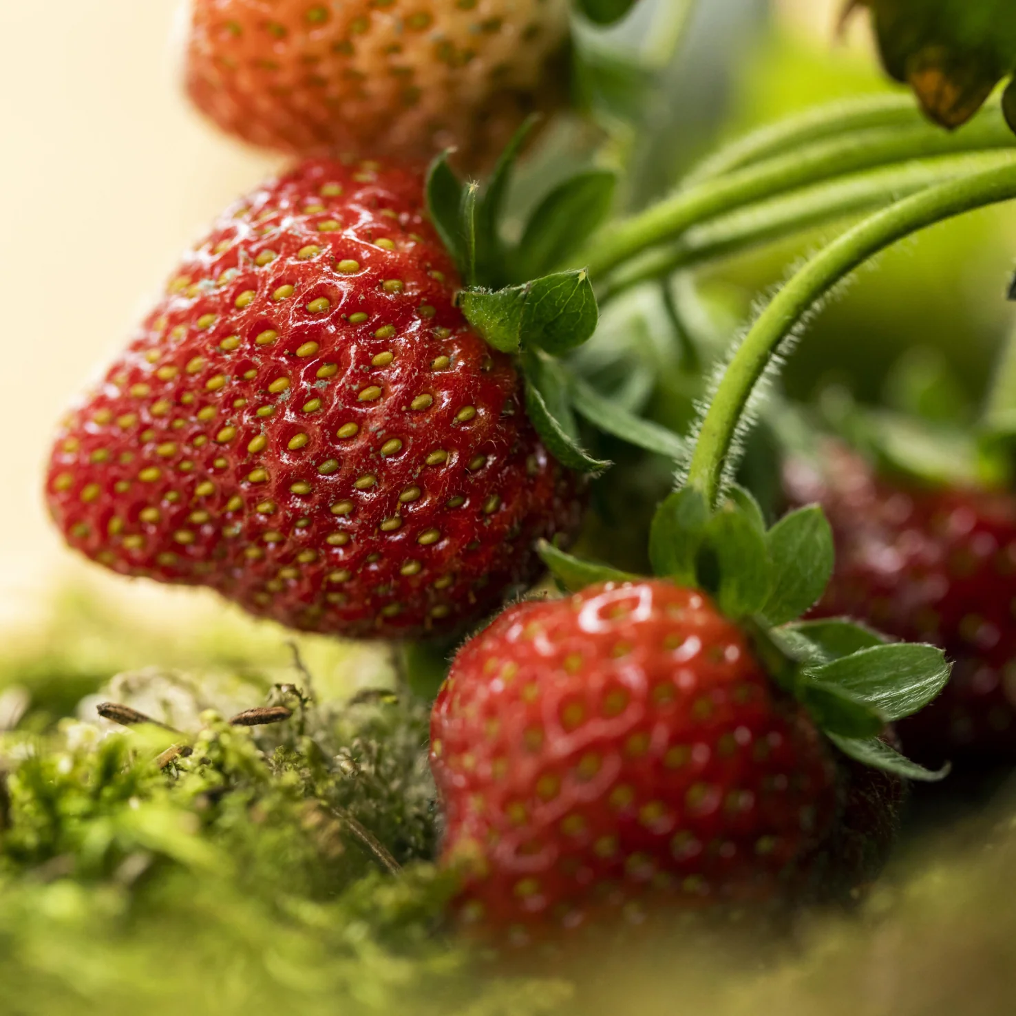 Erdbeere 'Ostara' (Mehrfach-Set)