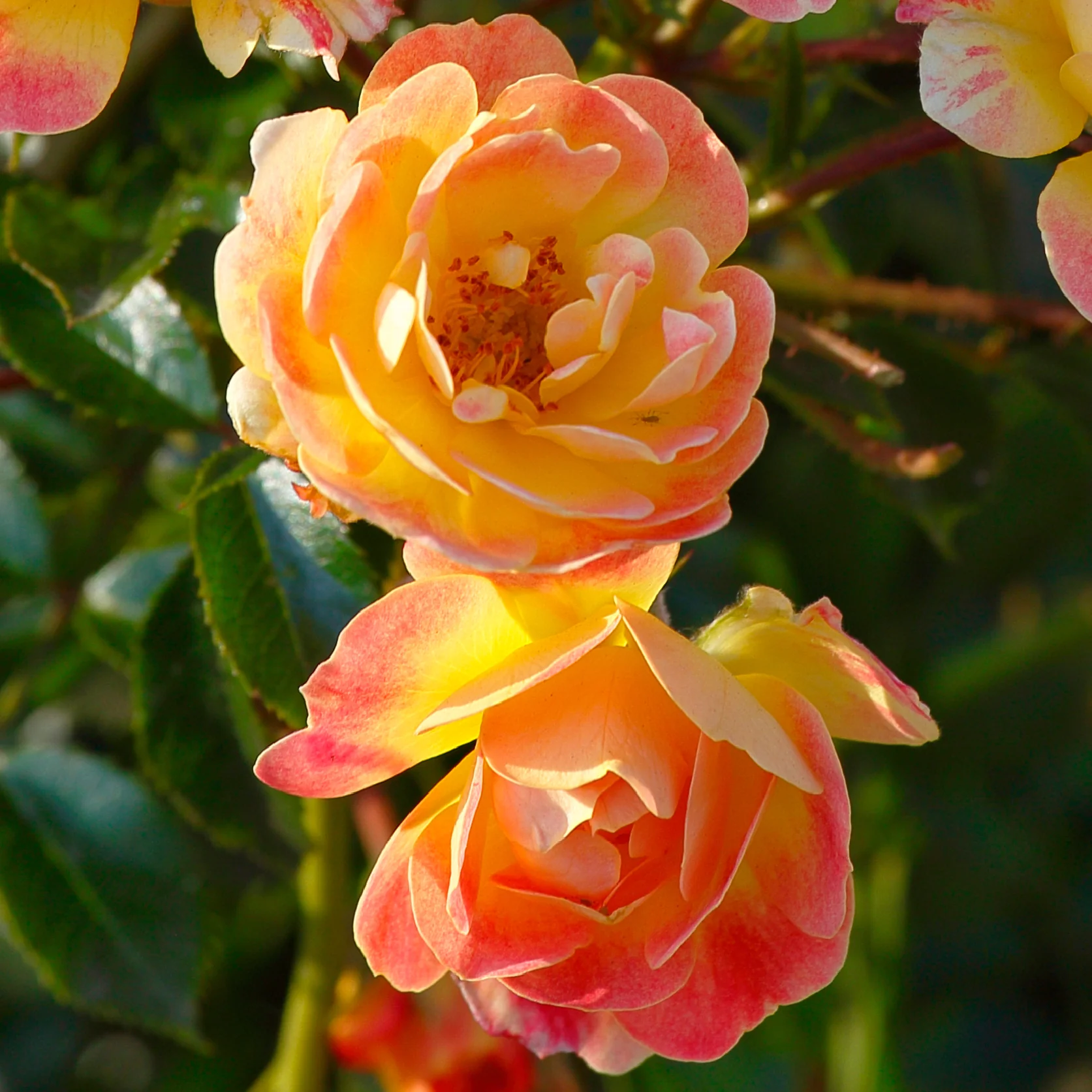 Bodendeckerrose 'Bienenweide Fruity'® Gelb-Rosa-Apricot