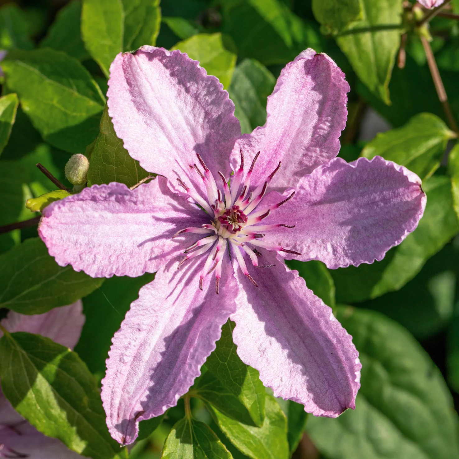 Clematis 'Hagley Hybrid' Rosa