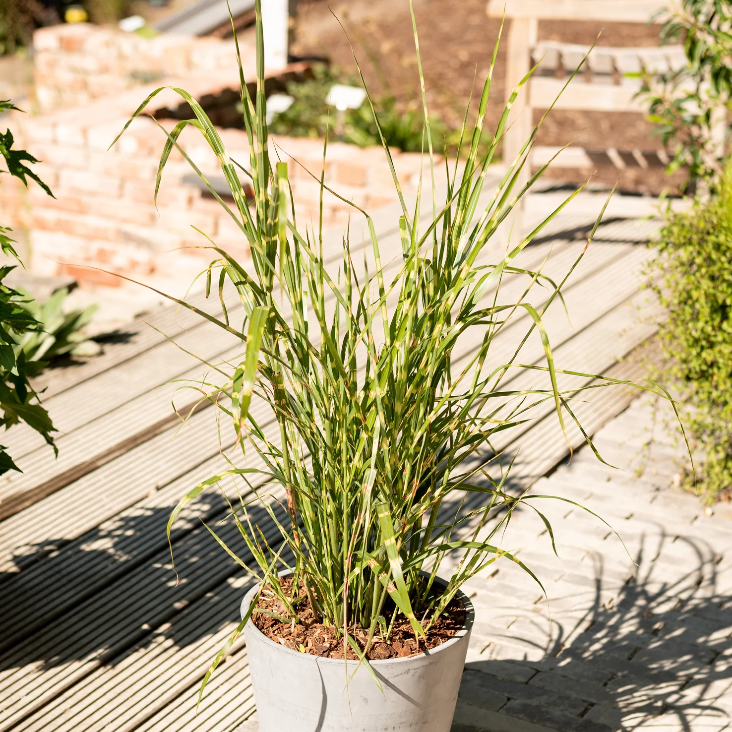 Stachelschweingras 'Strictus'