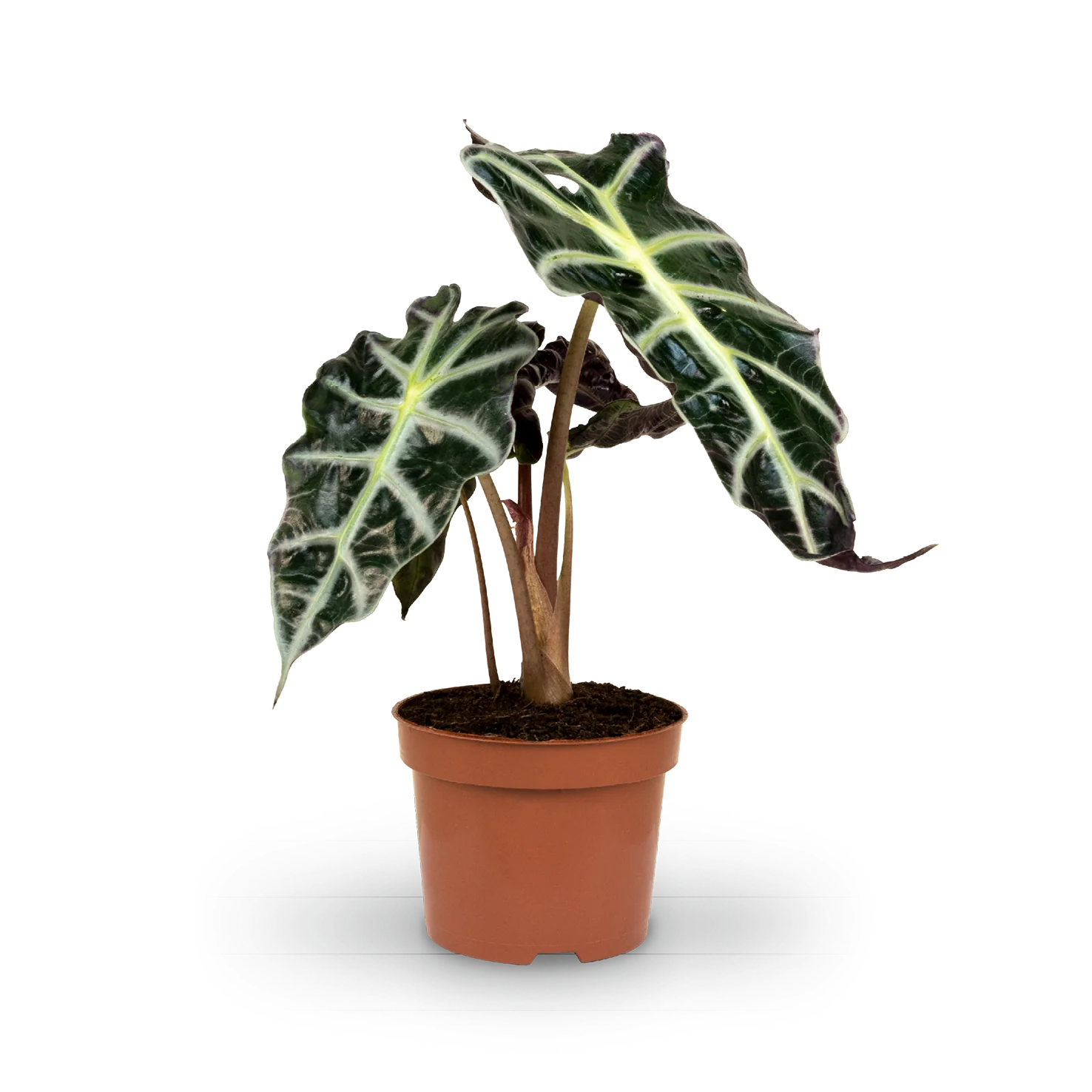 Alocasia 'Polly'