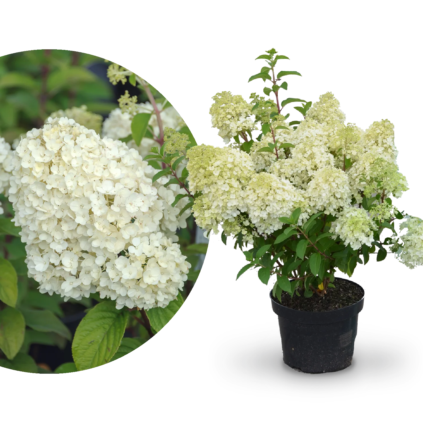 Rispenhortensie 'Bobo'®