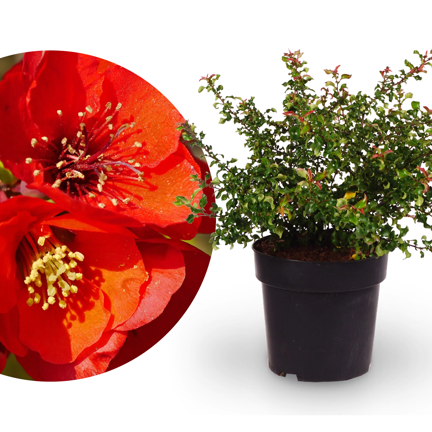 Zierquitte 'Red Joy' Rot