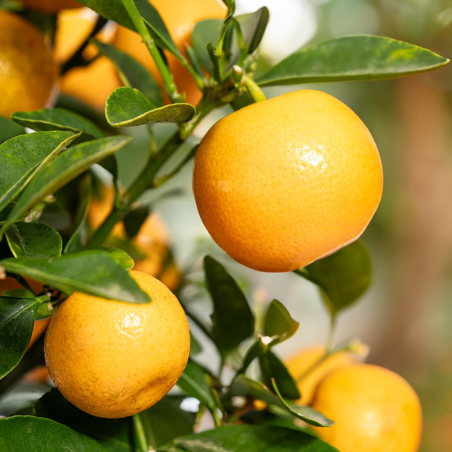 Calamondin-Orange