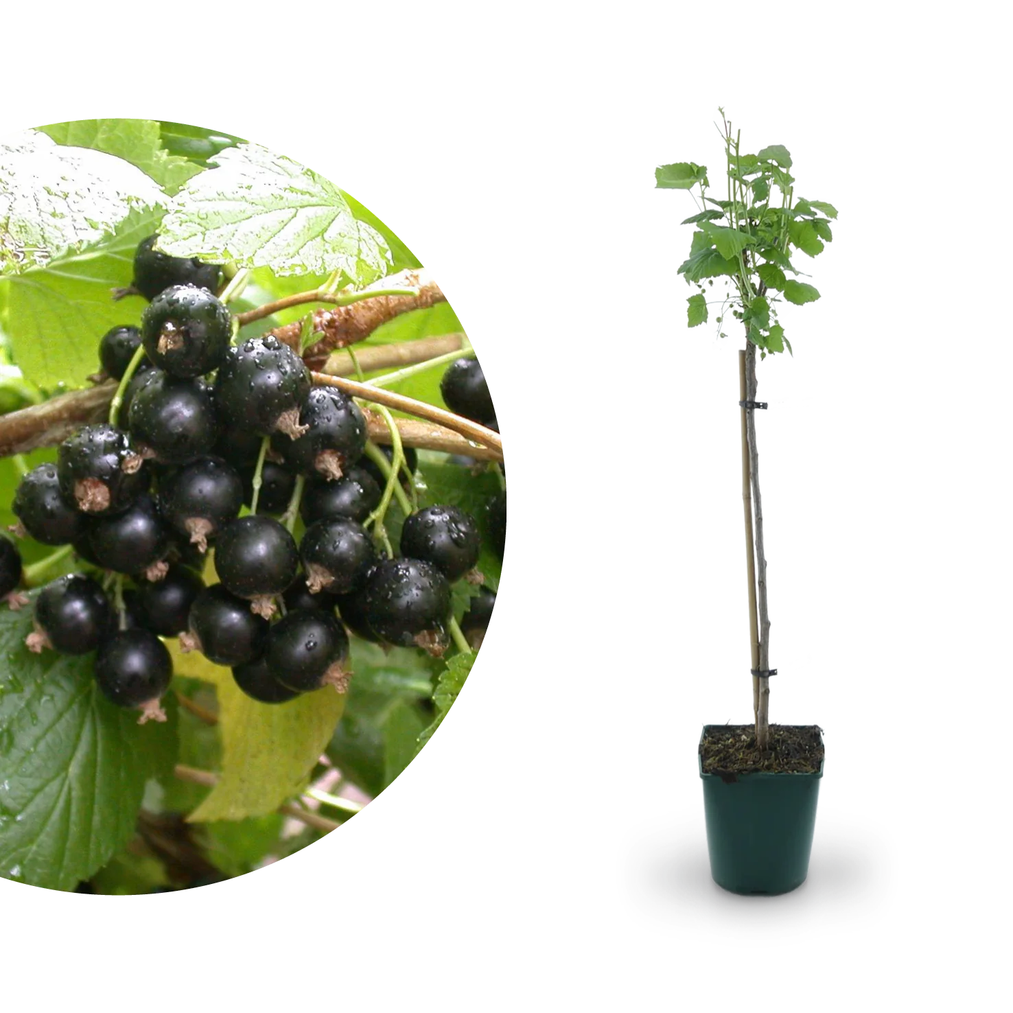 Bio-Schwarze Johannisbeere 'Titania' Hochstamm