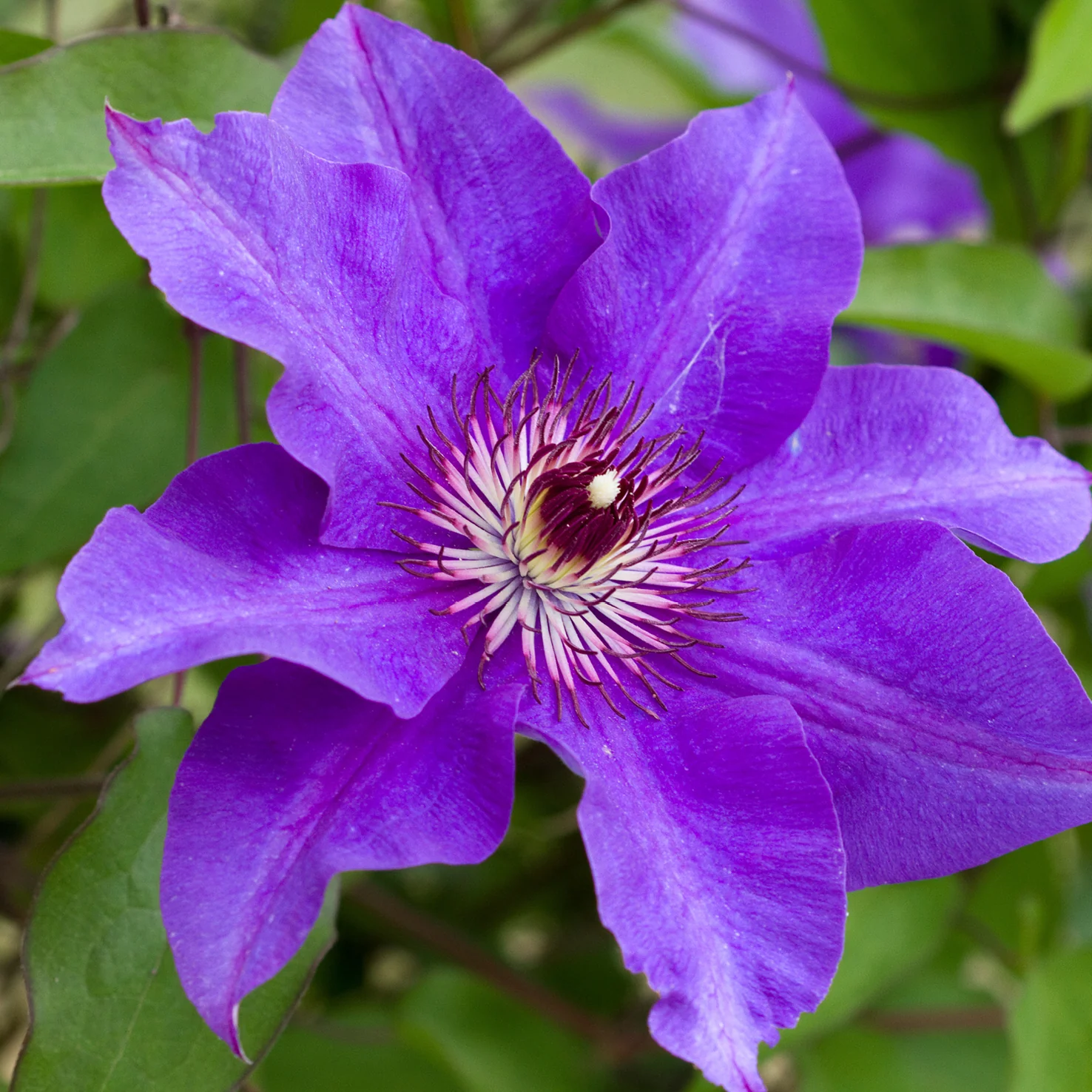 Clematis 'The President' Purpurblau