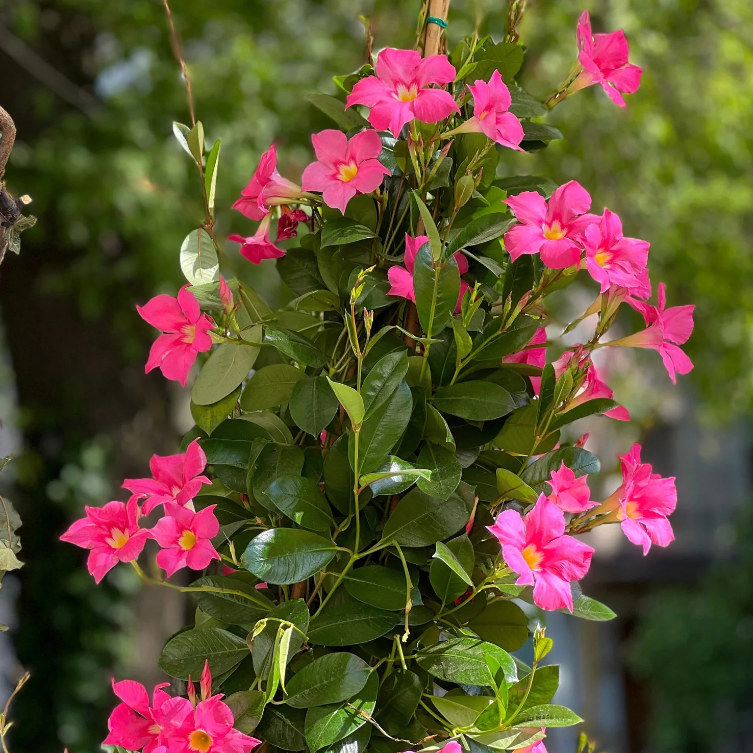 Dipladenia Rosa