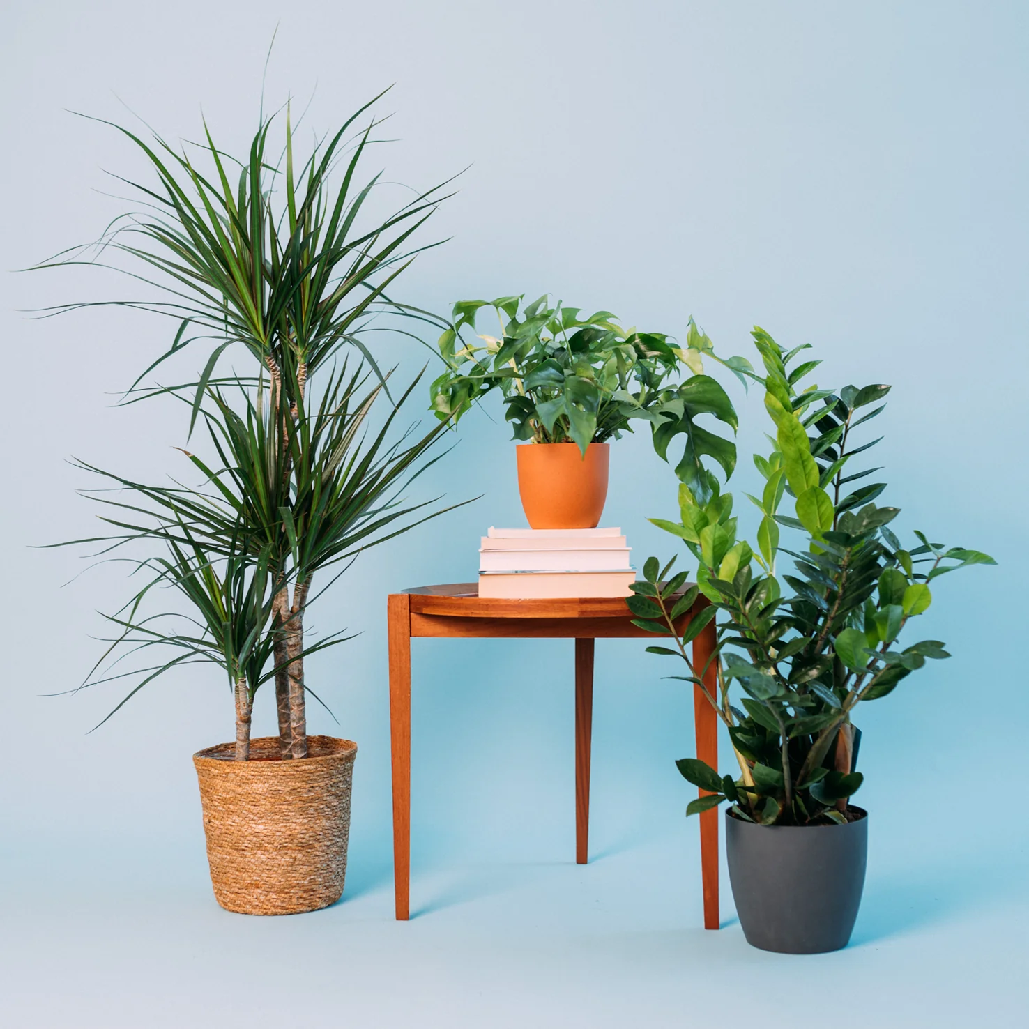 Zimmerpflanzen für wenig Licht (3er Set)