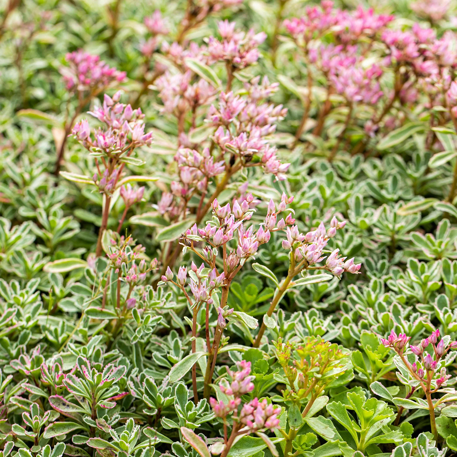 Teppich-Sedum 'Variegatum' (Mehrfach-Set)