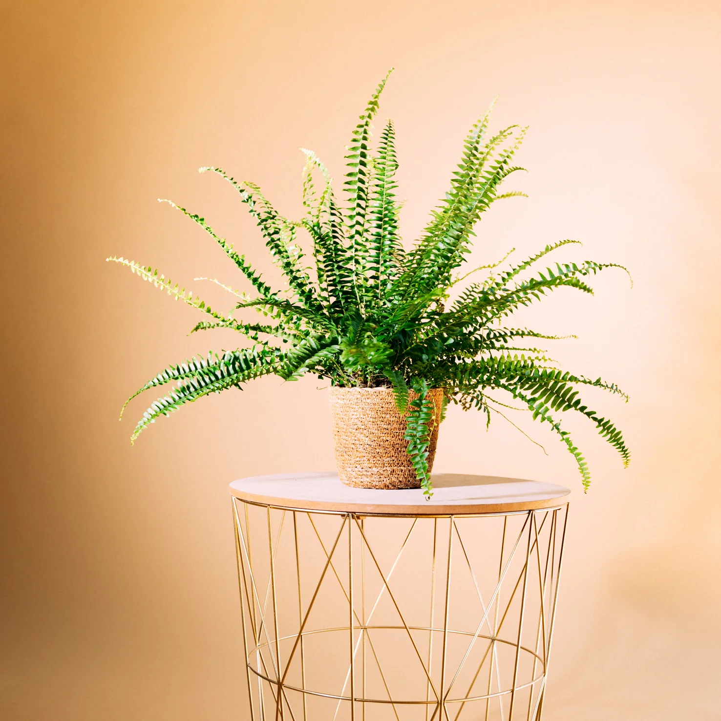 Schwertfarn 'Green Lady'