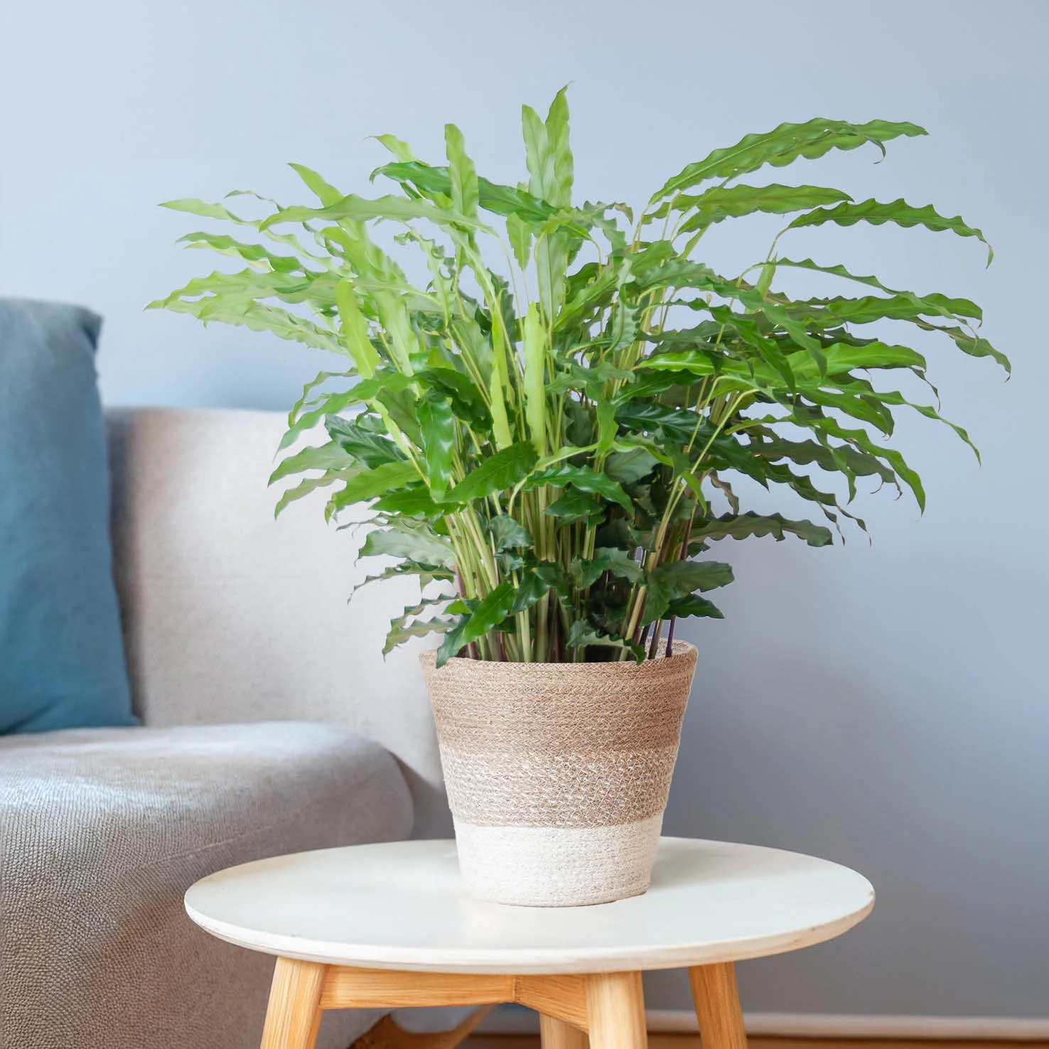 Jute Übertopf Sardinien