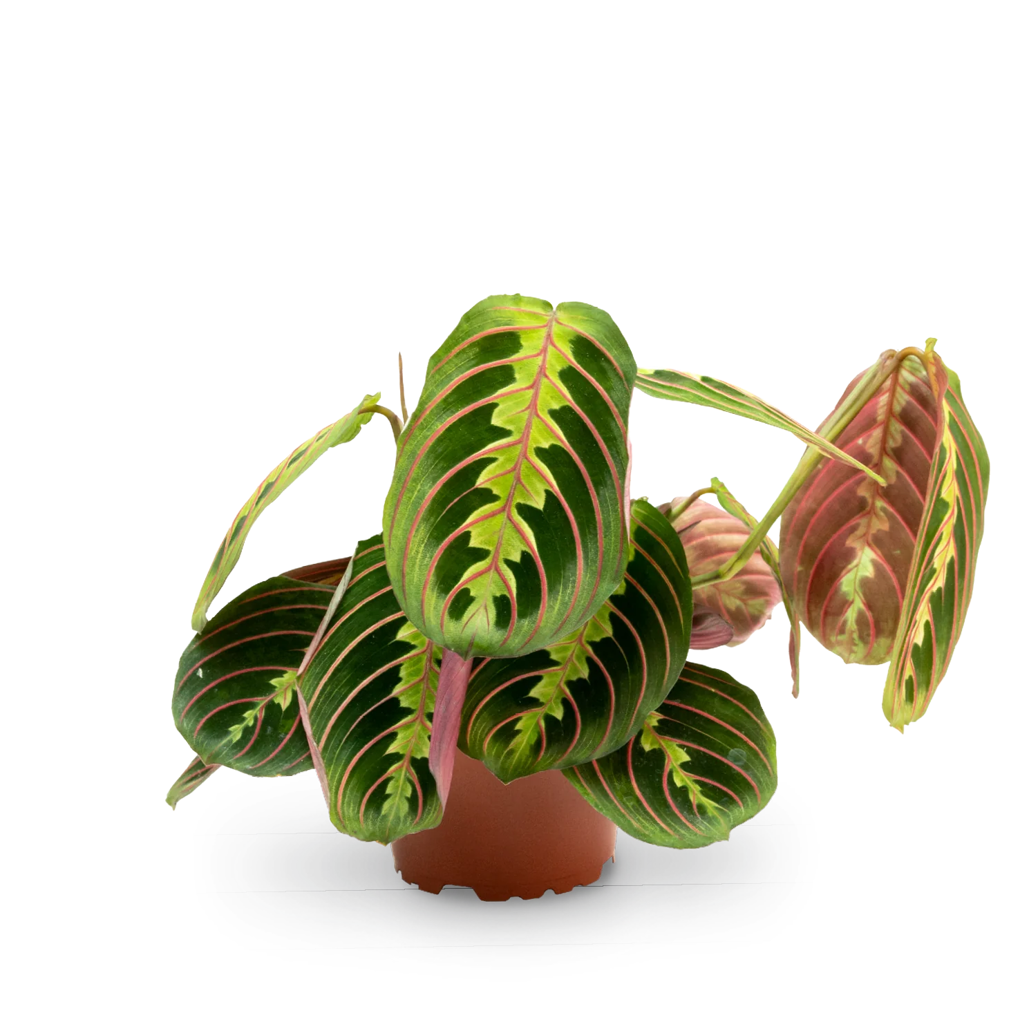 Maranta leuconeura 'Fascinator Tricolor'