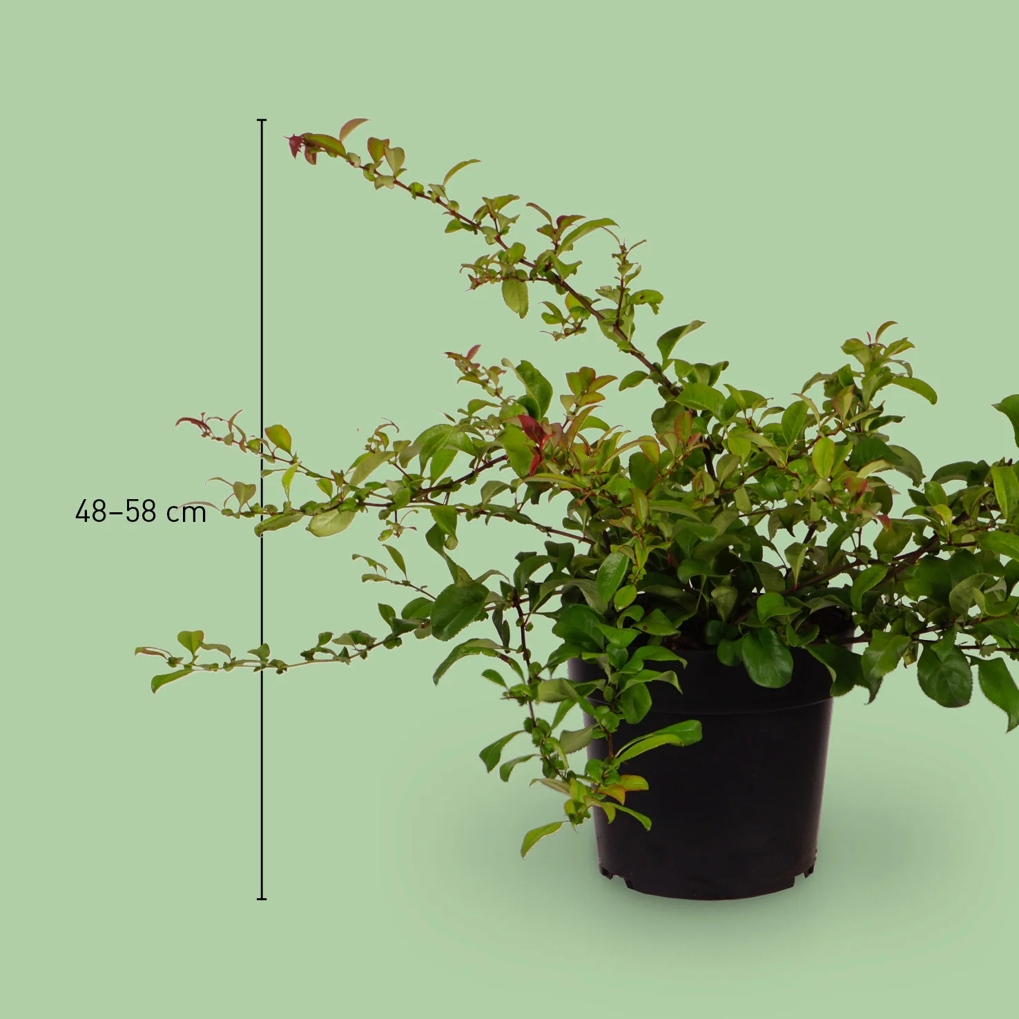 Zierquitte 'Pink Lady' Dunkelrosa