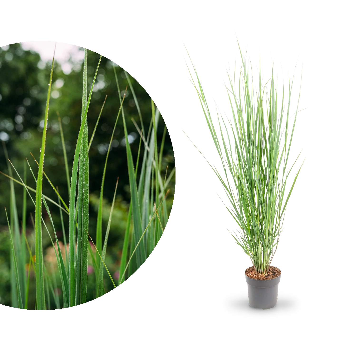 Rutenhirse ‘Northwind’