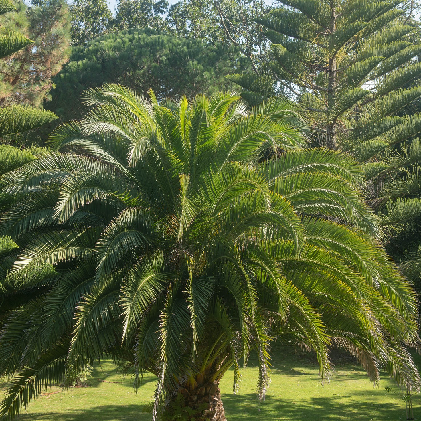 Kanarische Dattelpalme