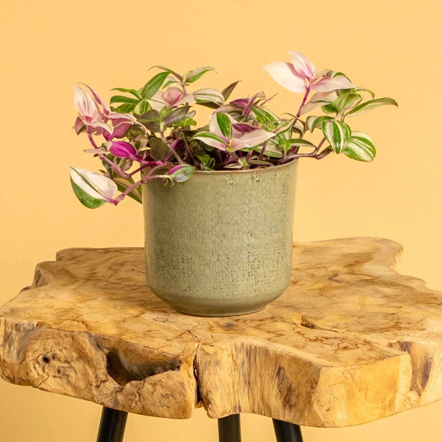 Dreimasterblume 'Pink Pampas'