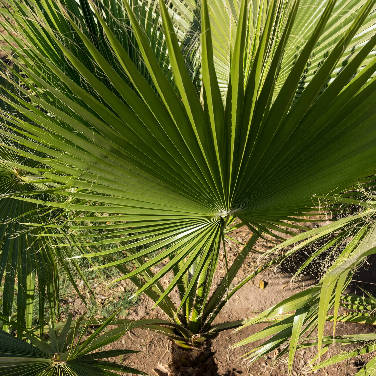 Chinesische Hanfpalme
