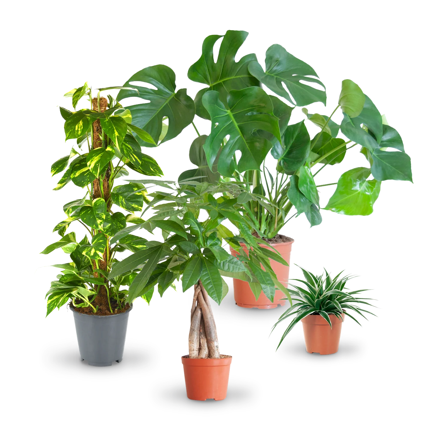 Pflegeleichte Zimmerpflanzen (4er Set)