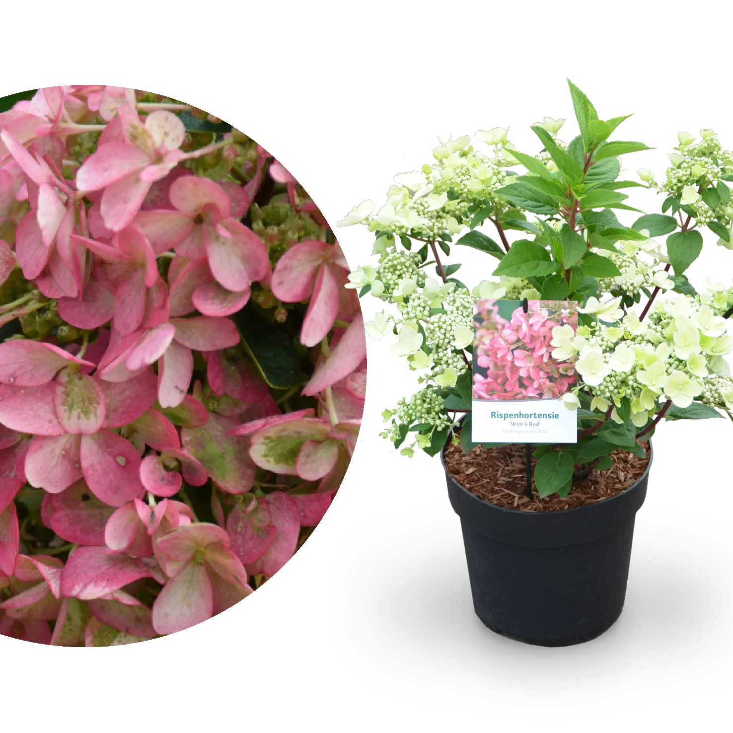 Rispenhortensie 'Wim`s Red'® Weiß-Rot