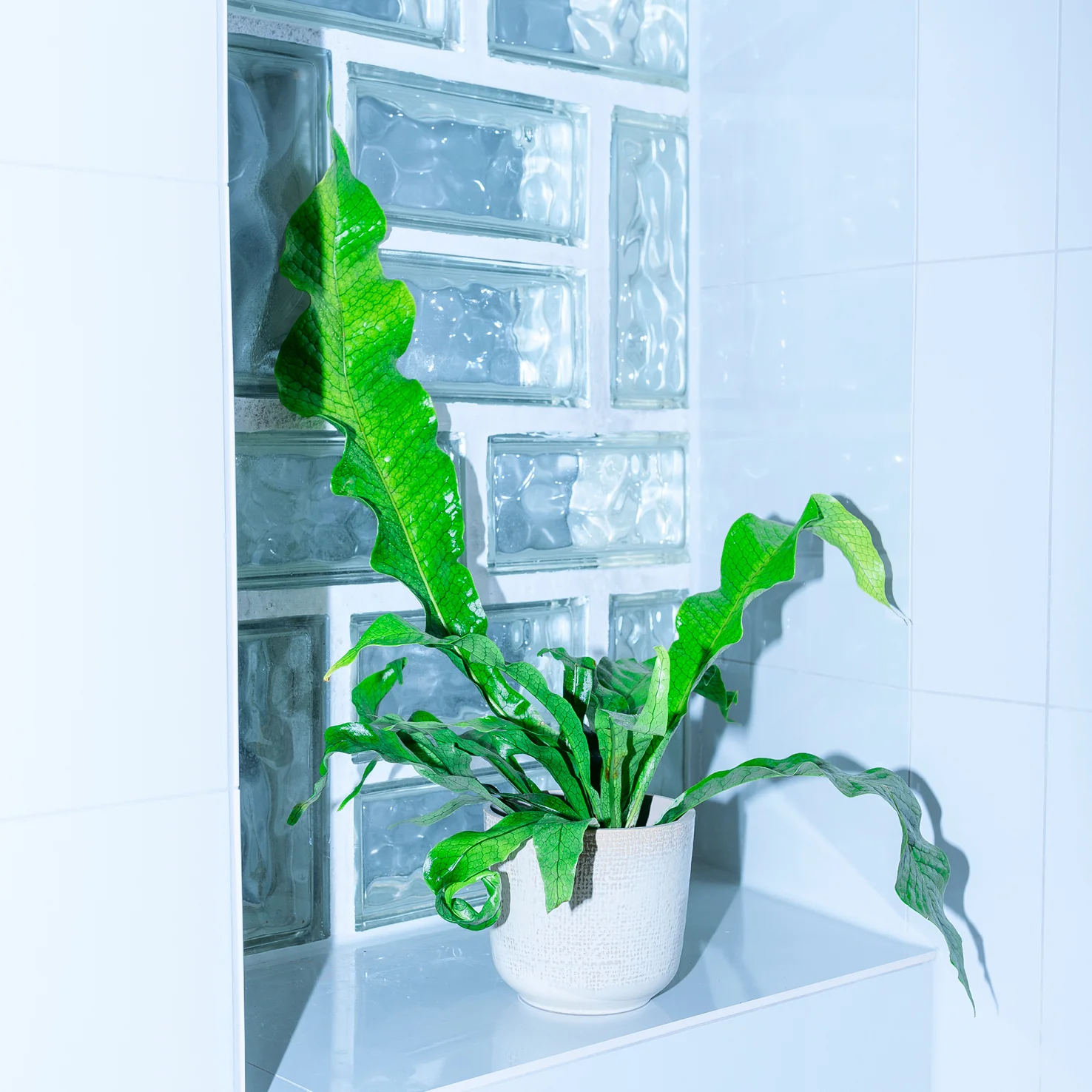 Krokodilfarn 'Crocodyllus'