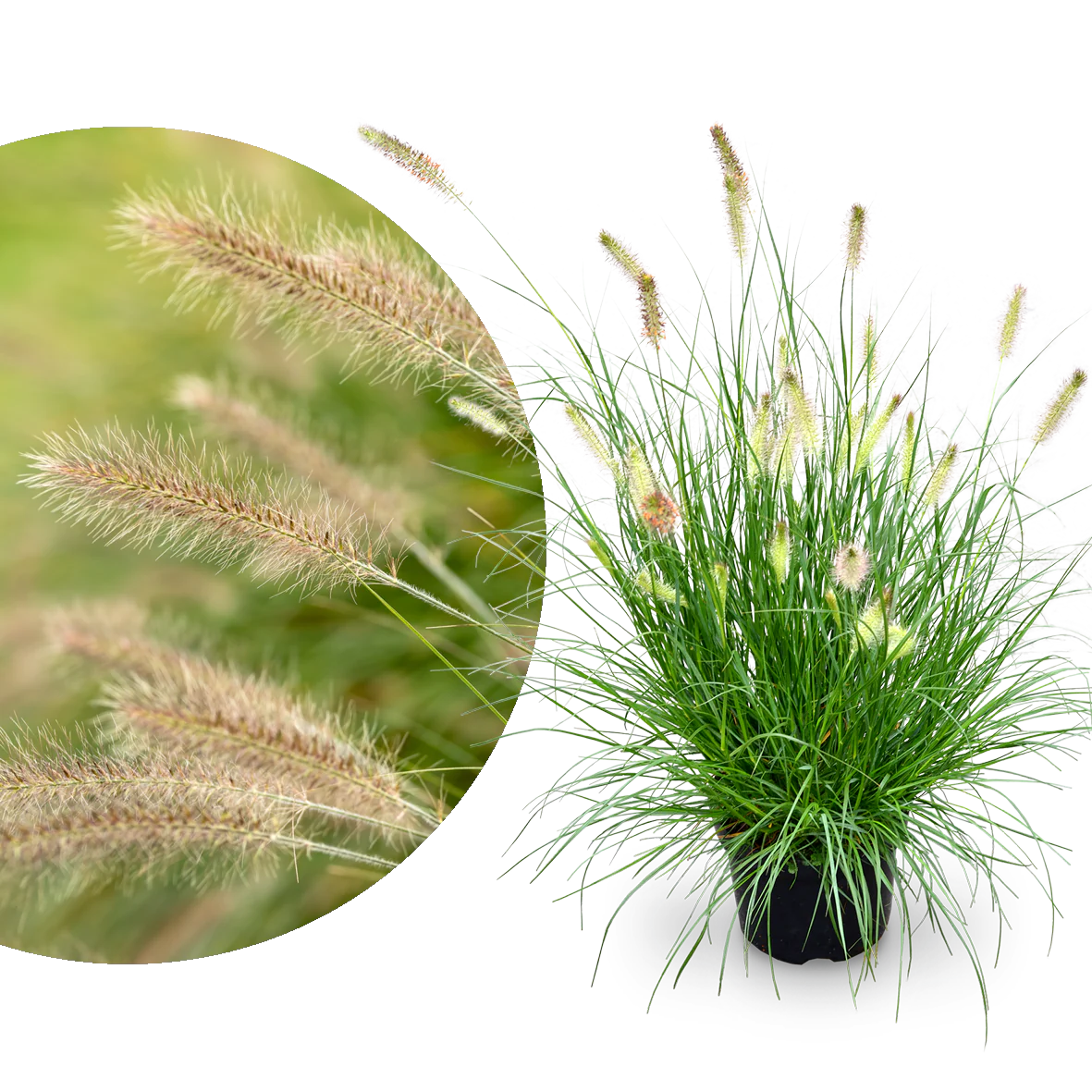 Lampenputzergras 'Hameln'