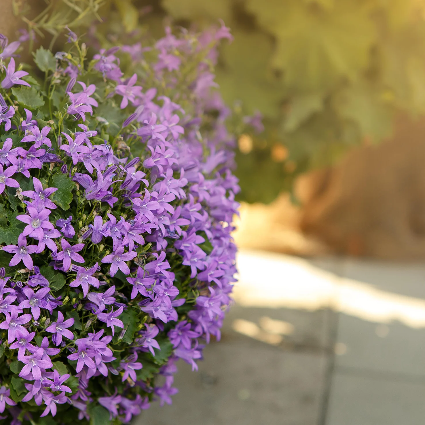 Polster-Glockenblume 'Resholt' (Mehrfach-Set)