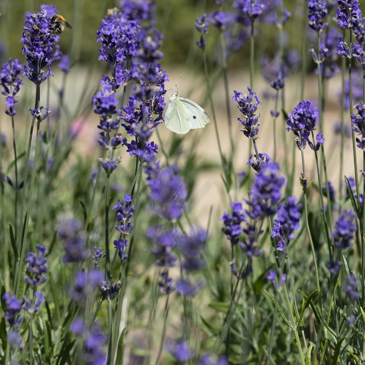 Lavendel 'Hidcote Blue' (Mehrfach-Set)
