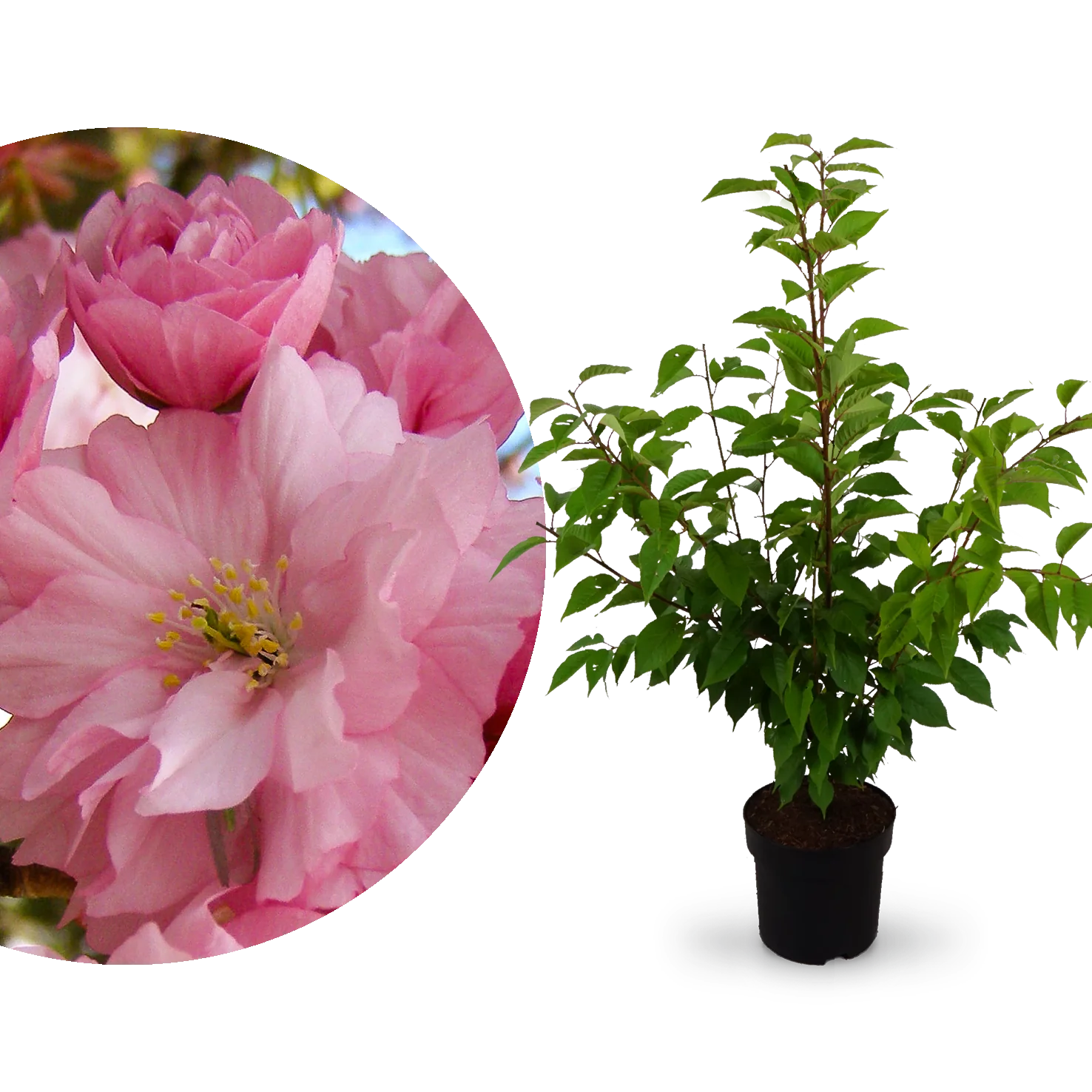 Japanische Nelken-Kirsche 'Kanzan'