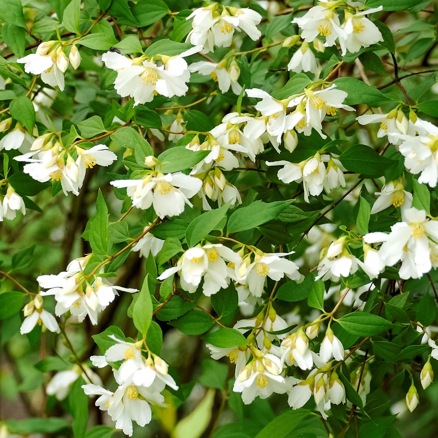 Duftjasmin 'Lemoinei' Schneeweiß