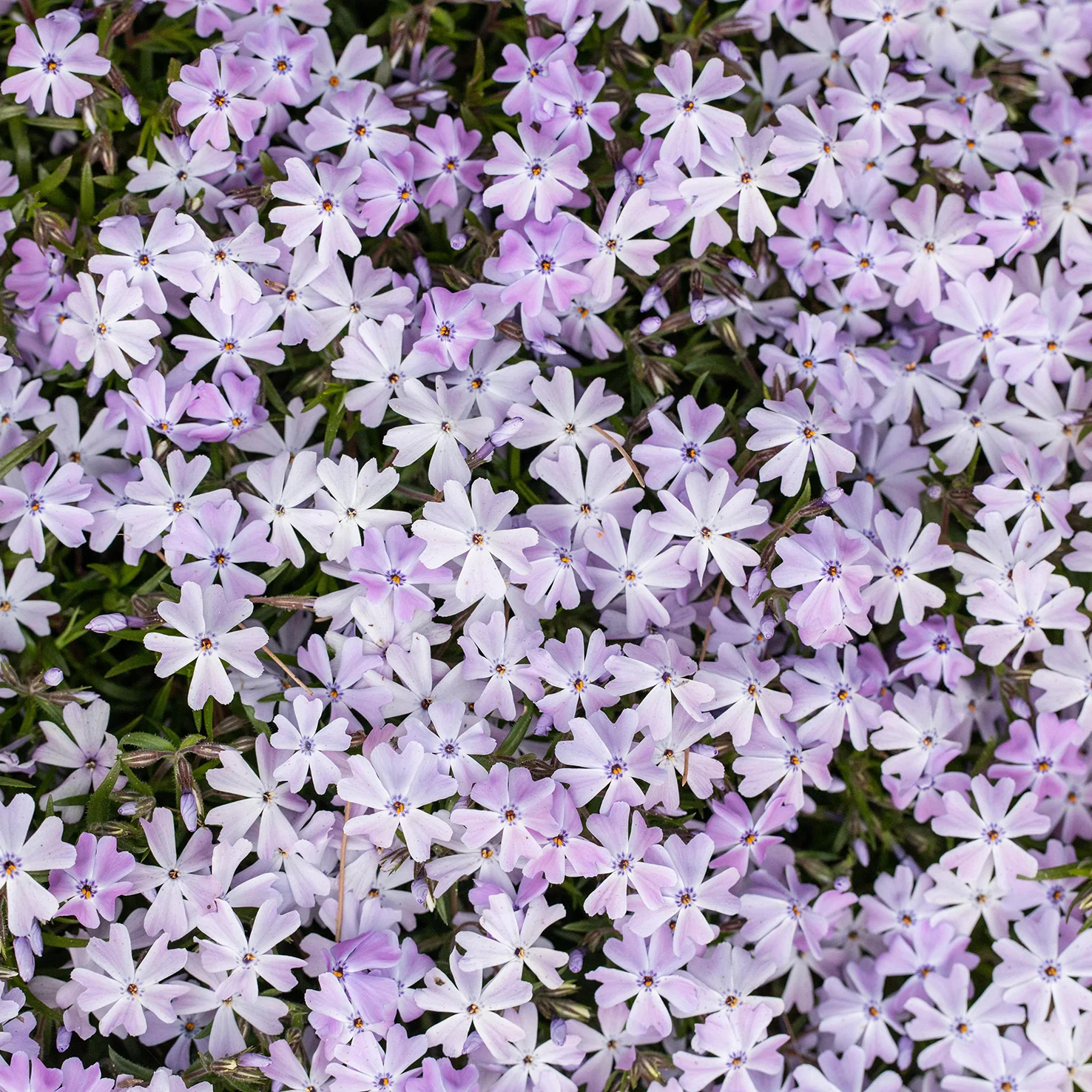 Teppich-Flammenblume 'Emerald Cushion Blue' (Mehrfach-Set)