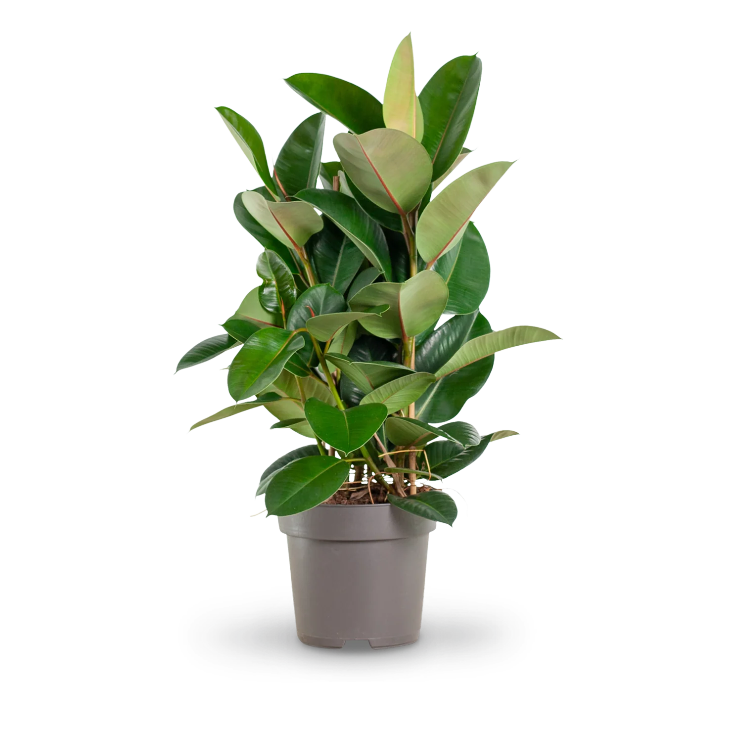 Gummibaum 'Robusta' XXL-Größe