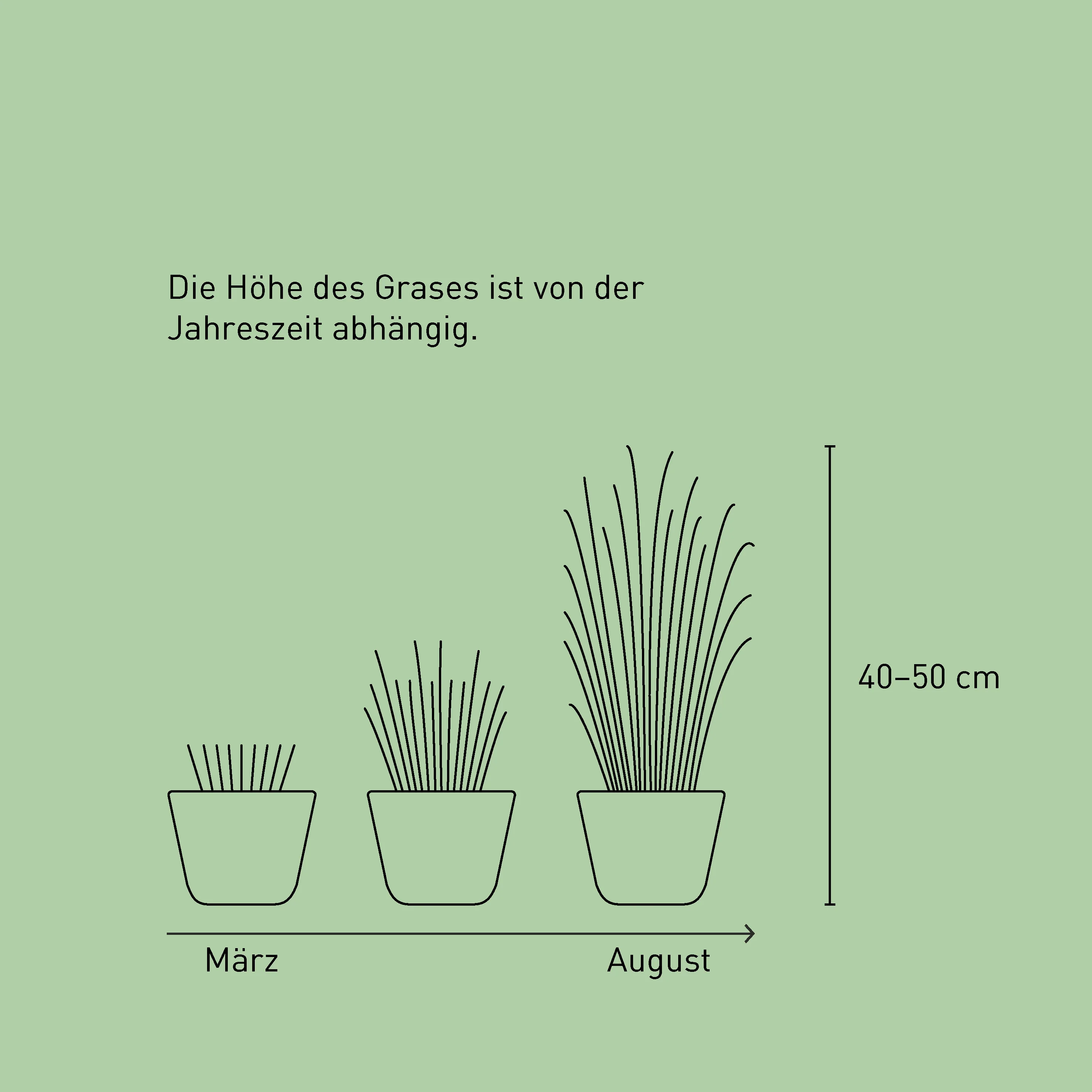 Stachelschweingras 'Strictus'