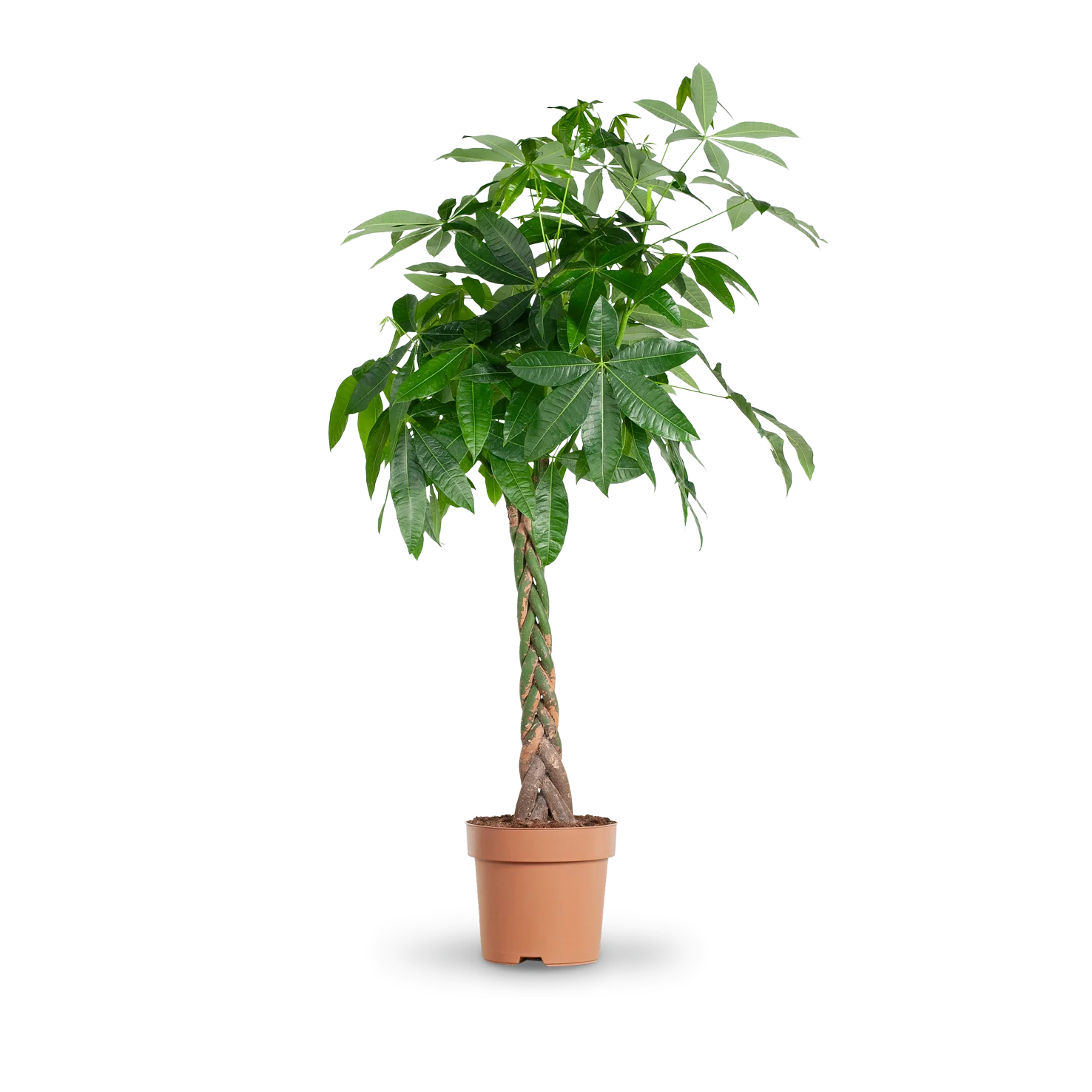 Glückskastanie XXL-Größe