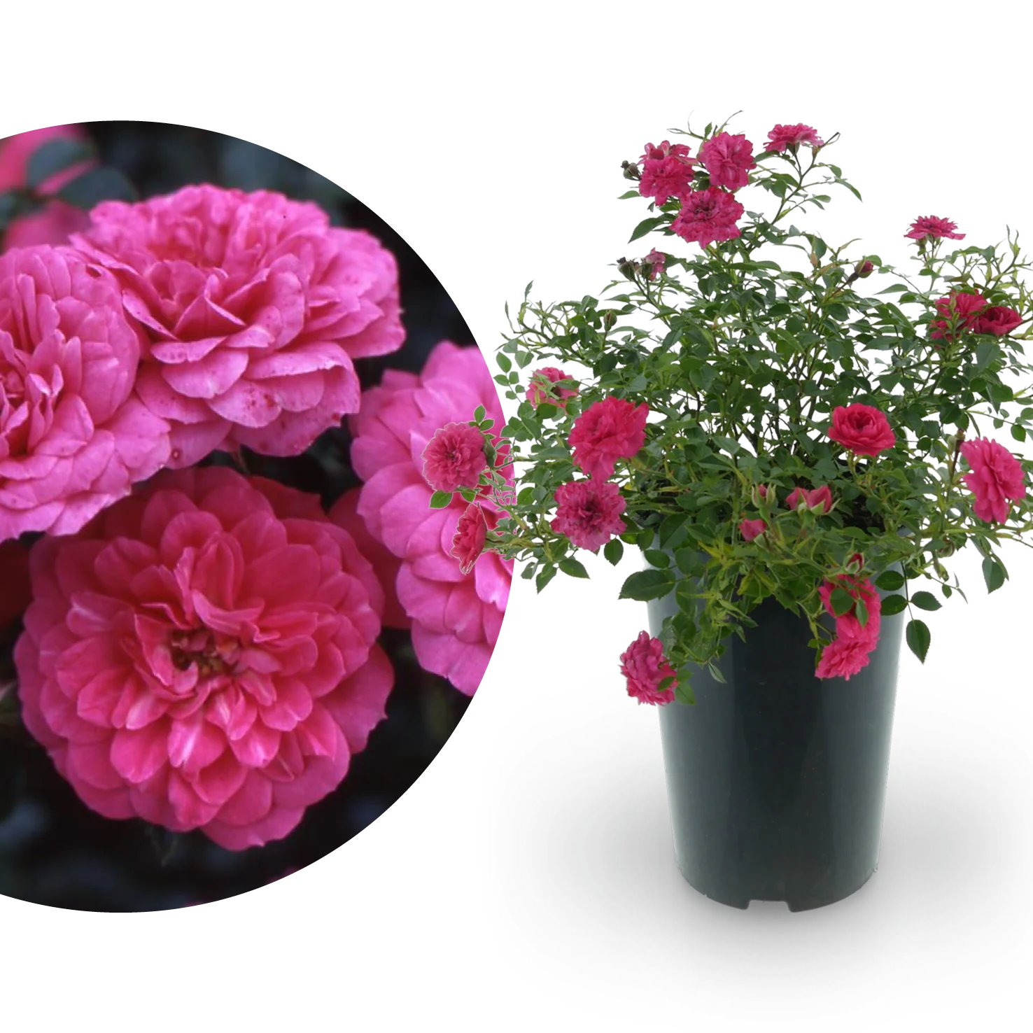 Bodendeckerrose 'Knirps'® Kräftig Rosa