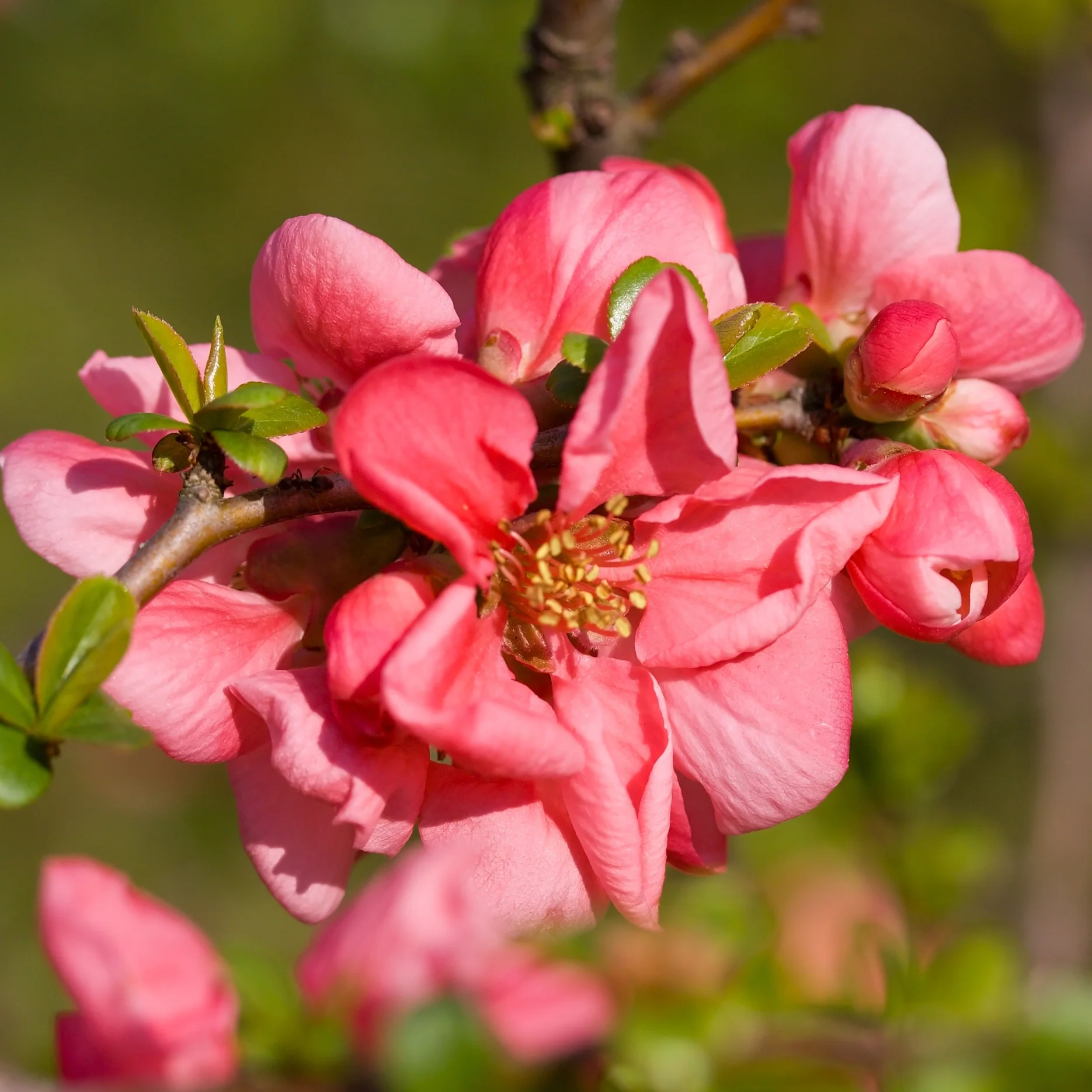 Zierquitte 'Pink Lady' Dunkelrosa