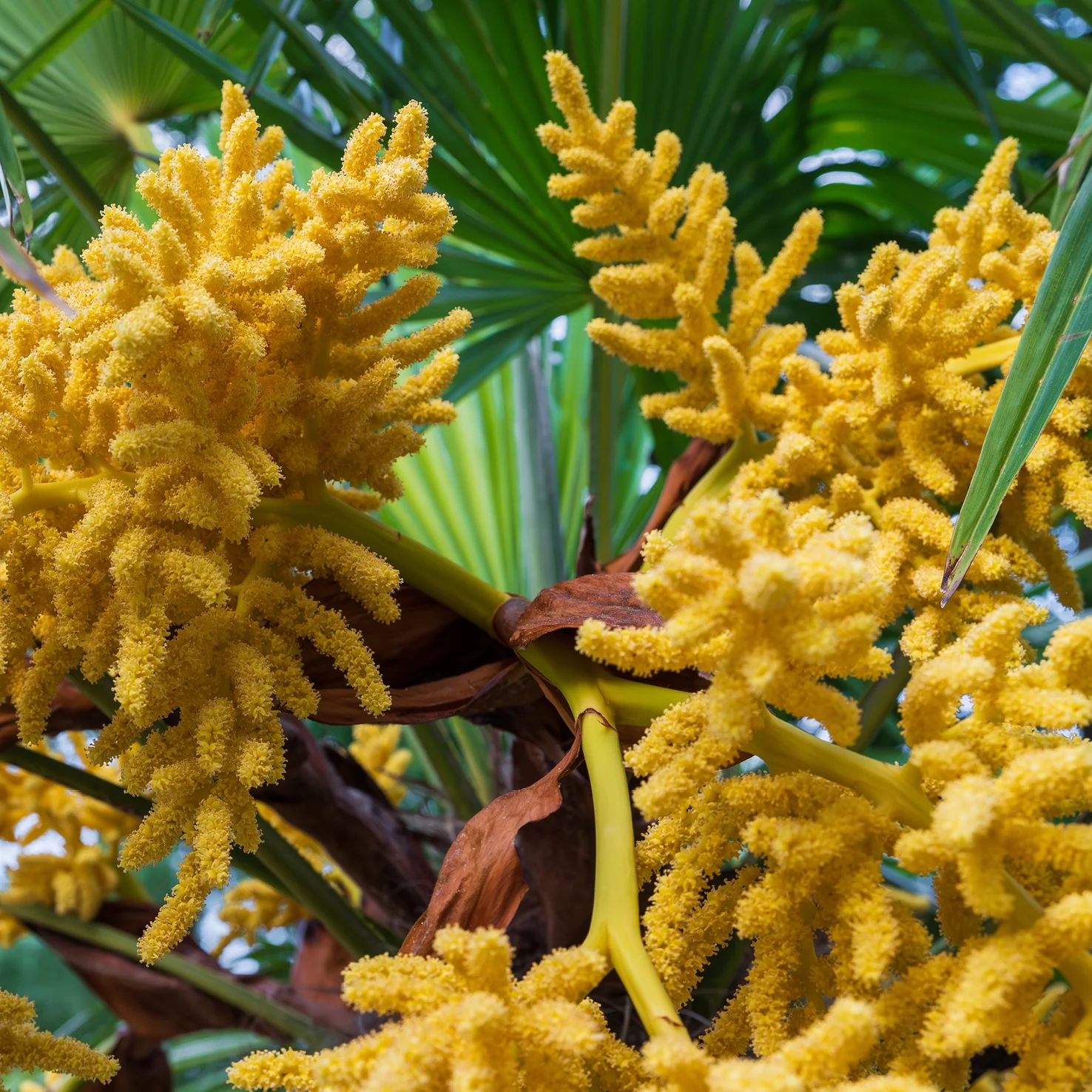 Chinesische Hanfpalme