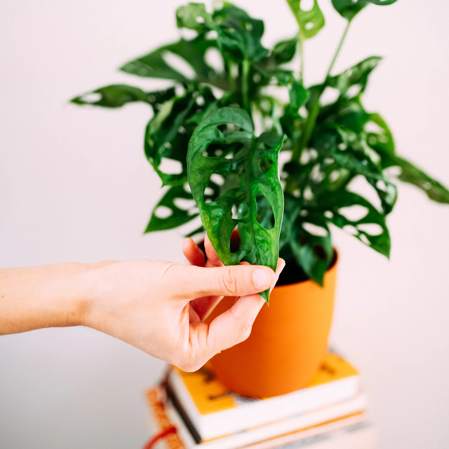 Monstera Monkey Leaf