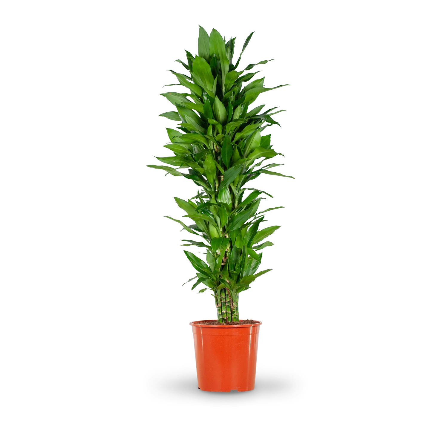 Drachenbaum 'Janet Lind' XXL-Größe